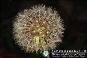 Taraxacum officinale F.H. Wigg._BRCM 6129