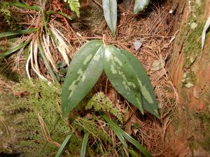 阿里山菝契