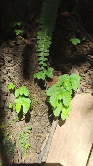 稀齒樓梯草