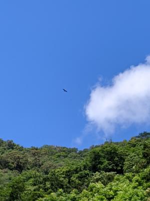 黑鳶