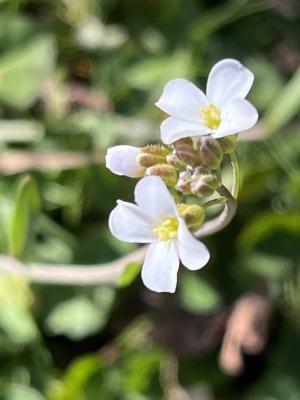 玉山筷子芥