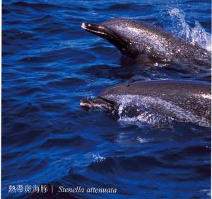 熱帶斑海豚-船首乘浪