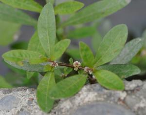 蝦鉗菜 (蓮子草 )