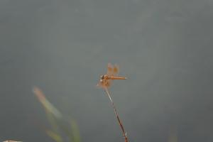 黃翅蜻  (褐斑蜻蜓)