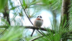 紅頭山雀