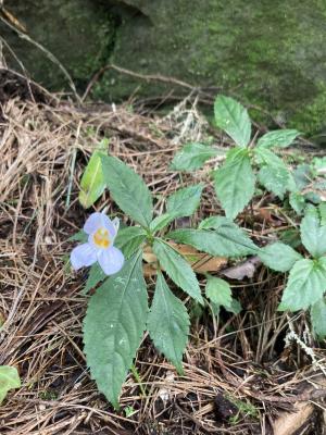 紫花鳳仙花