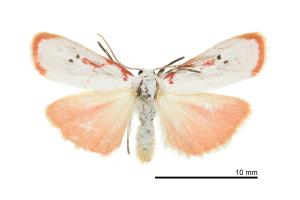 NTM3789-035_Cyana_hsui_Erebidae_01