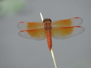 黃翅蜻  (褐斑蜻蜓)