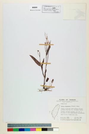 Ixeris chinensis (Thunb.) Nakai_標本_BRCM 6718