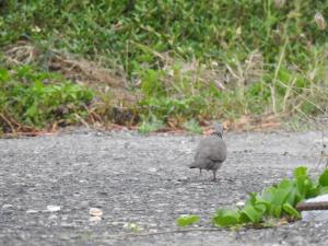 珠頸斑鳩