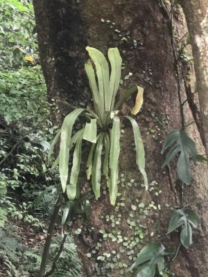 臺灣山蘇花