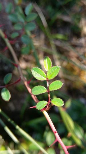 高山薔薇