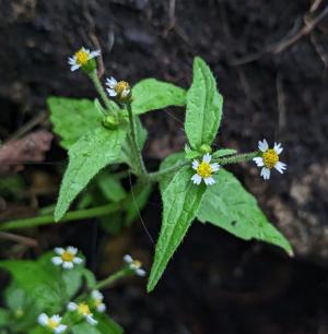 粗毛小米菊