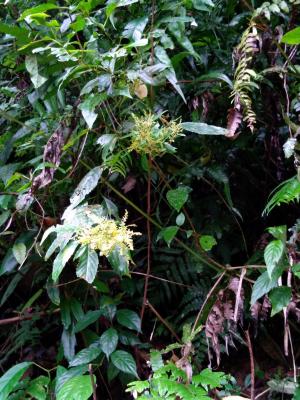 臺灣山桂花