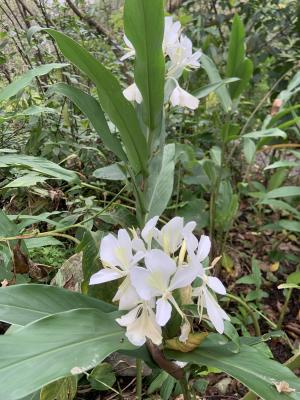 野薑花