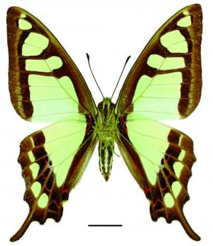 Graphium cloanthus kuge (Fruhstorfer, 1908) 寬帶青鳳蝶