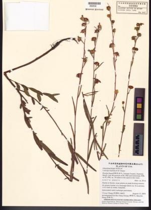 Ludwigia maritima R.M. Harper_標本_BRCM 7793