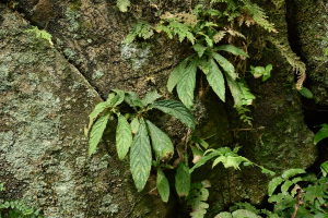 短梗同蕊草