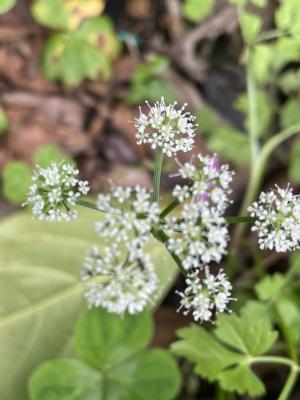 水芹菜