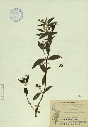 Eclipta prostrata (L.) L._標本_BRCM 4446