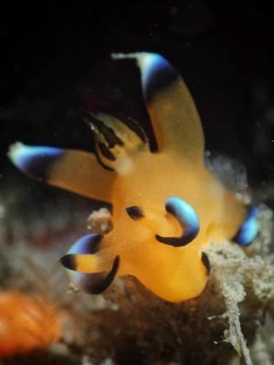 Pikachu Nudibranch