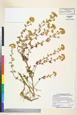 Chrysanthemum arisanense Hayata_標本_BRCM 7511