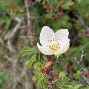 玉山野薔薇