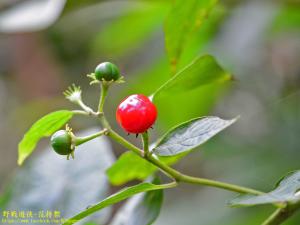 雙花龍葵