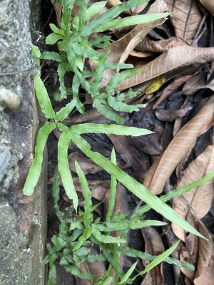 井欄邊草 (鳳尾蕨)