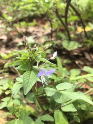 皺子白花菜