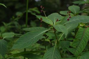 棣慕華鳳仙花