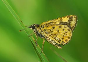 20090918_345452_Ampittia dioscorides etura_a.jpg