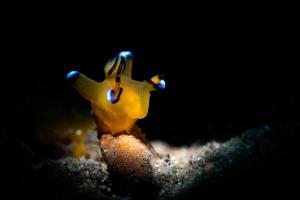 Pikachu Nudibranch