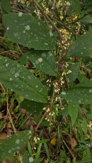 山桂花