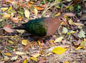 翠翼鳩