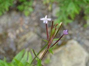 黑龍江柳葉菜