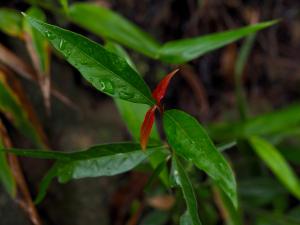 茜草樹