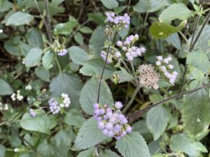 勝紅薊 (藿香薊)