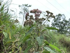 美洲闊苞菊