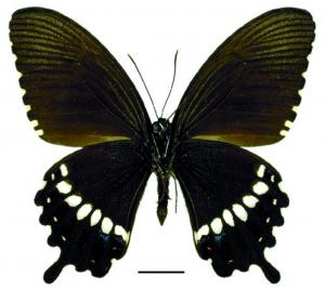 Papilio polytes polytes Linnaeus, 1758 玉帶鳳蝶