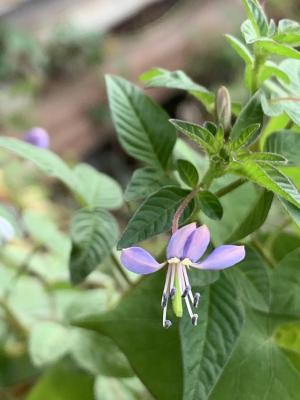 皺子白花菜