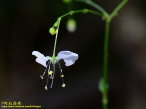 毛果竹葉菜