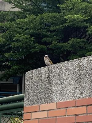 白頭翁(台灣亞種)