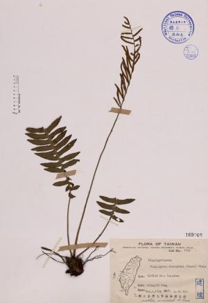 Plagiogyria stenoptera (Hance) Diels_標本_BRCM 4086