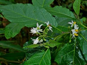 白狗大山茄