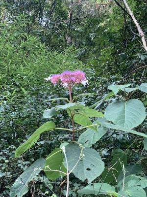 高山藤繡球