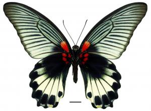 Papilio memnon agenor Linnaeus, 1768 (f. achates) (f. achates) 大鳳蝶(無尾型)