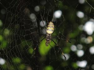 橫帶人面蜘蛛