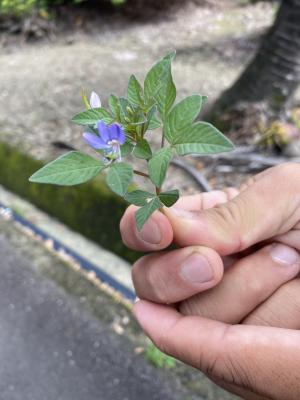 皺子白花菜