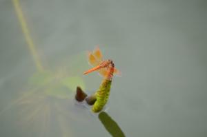 黃翅蜻  (褐斑蜻蜓)